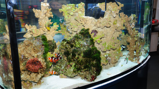 aquarium9 nelken-apo