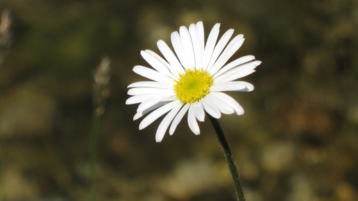 gaensebluemchen ulrike preinfalk pixelio