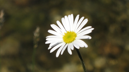 gaensebluemchen ulrike preinfalk pixelio