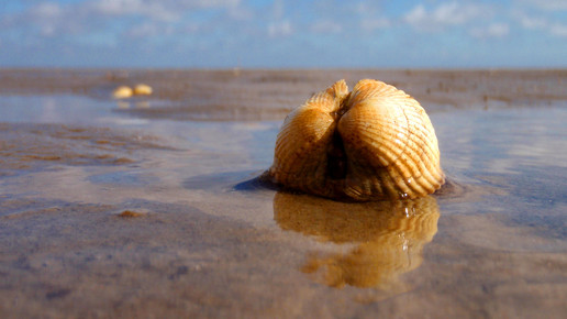 Krebs bei Tieren ansteckend