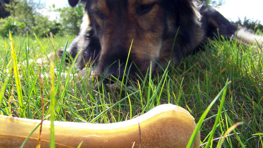 kauknochen Karin Schumann pixelio de