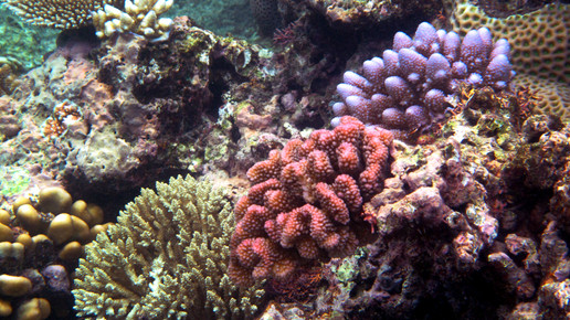 Sonnencreme mit Korallenfilter