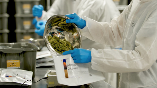 Ein mensch im Schutzanzug füllt Cannabisblüten aus einer Metallschüssel in einen Beutel ab.