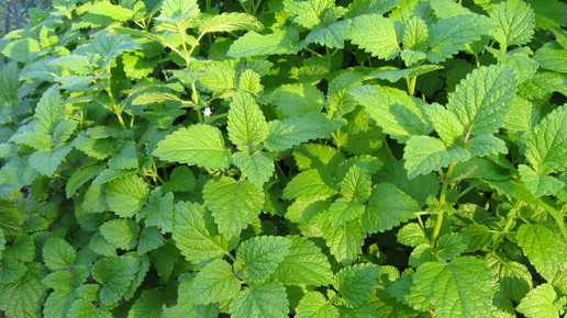 Melissa officinalis aa