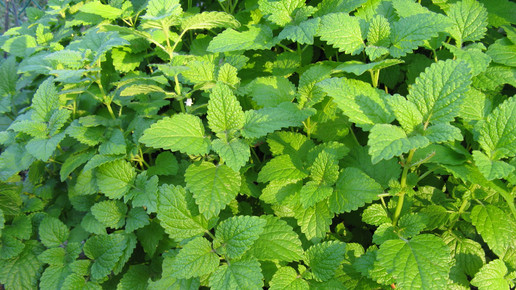 Melissa officinalis aa