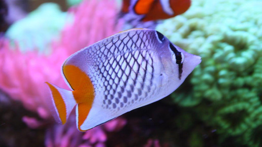 aquarium32 apo dr aurnhammer