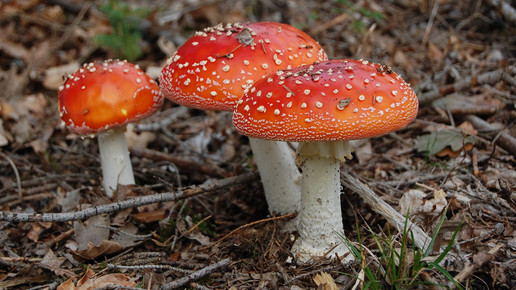 Gummibärchen mit Fliegenpilzgift, Honig mit Potenzmittel
