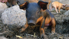 Berufsbild: Bäuerin/Apothekerin