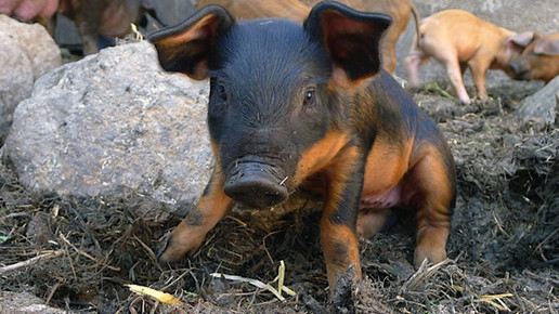 schwein-einzeln-2-privat