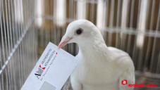 Rückruf? Das ist die Lösung!