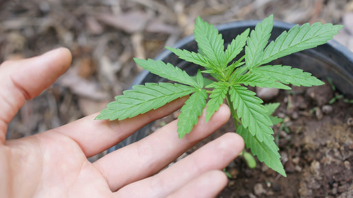 Cannabis: Hamburgs 1. Anbauvereinigung