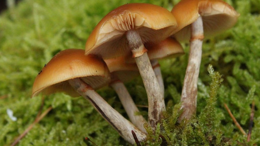 Gifthaeubling schoppe