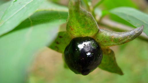 Schwarze Tollkirsche Julietta Hoffmann pixelio.de