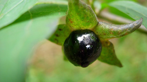 Schwarze Tollkirsche Julietta Hoffmann pixelio.de