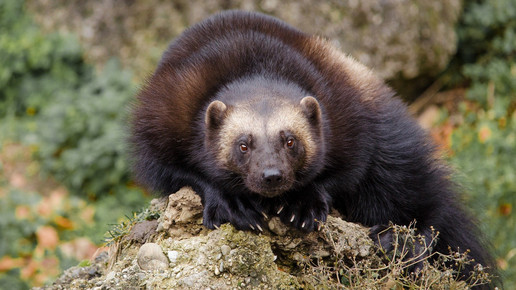 Tödliches Staupe-Virus in Bayern