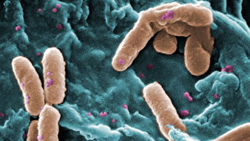 Pseudomonas wikipedia