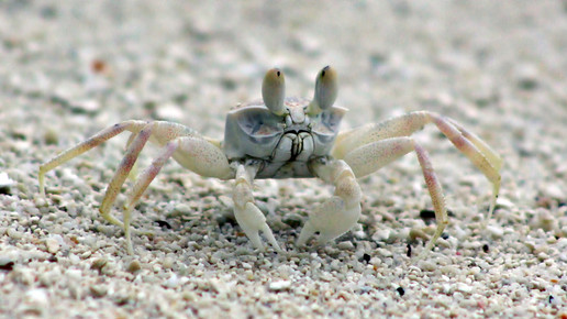 krebs margitvoeltz pixelio de