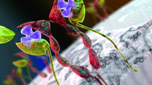 WHO-Zulassung für RoActemra erteilt