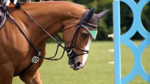 Arzneimittel für Tiere: Equidenpass dokumentieren