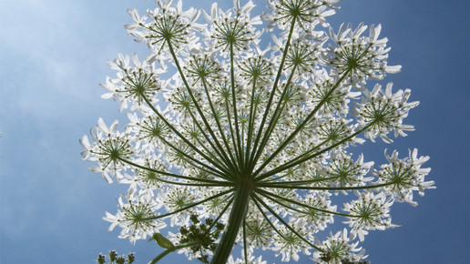 Gefleckter Schierling Hoefunkerin pixelio.de