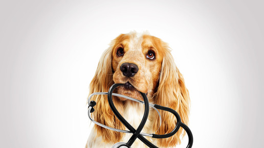 Versand von Tierarzneimitteln soll erlaubt werden