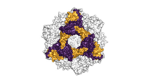 alpha B-crystallin andy mainz tumuenchen