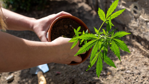 Einpflanzen einer Cannabis-Pflanze