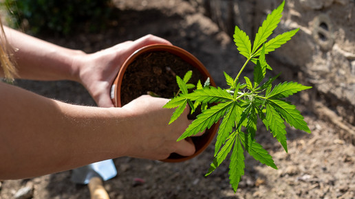 Was machen eigentlich die Cannabis-Clubs?