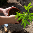 Cannabis-Legalisierung: Schwarzmarkt nicht verdrängt Einpflanzen einer Cannabis-Pflanze