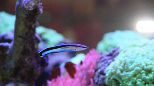 aquarium23 apo dr aurnhammer