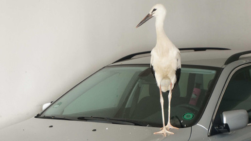 storch3 beyschlagsche apo holger peter