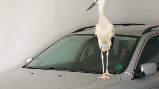 storch3 beyschlagsche apo holger peter