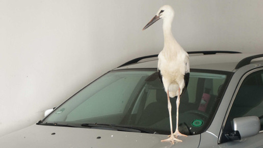 storch3 beyschlagsche apo holger peter