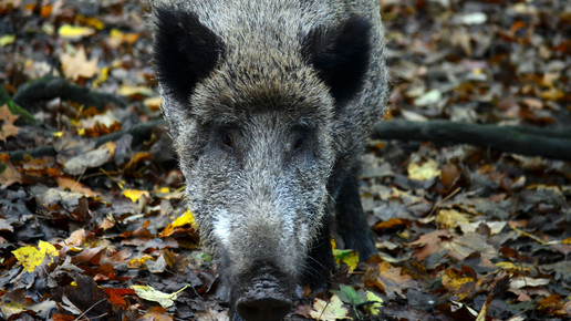 wildschwein Marc Landmann pixelio de