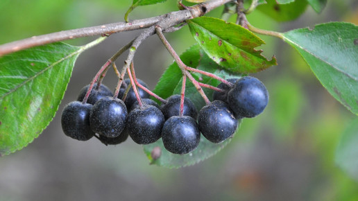 Foto: Eine Traube Aroniabeeren am Strauch, Nahaufnahme..