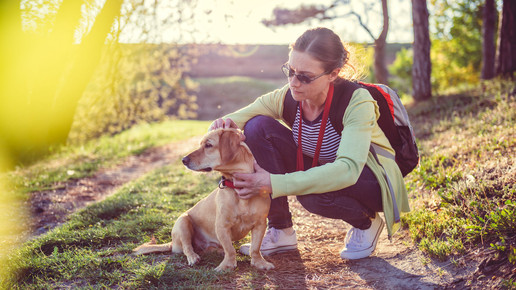 Hunde-Malaria breitet sich aus