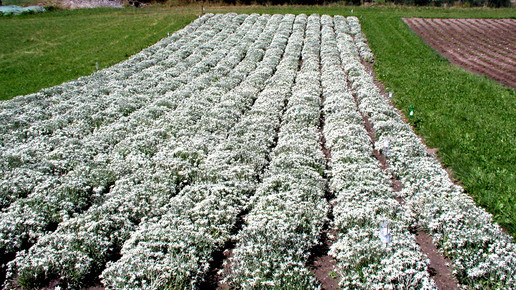 schweiz feld alpnutrition