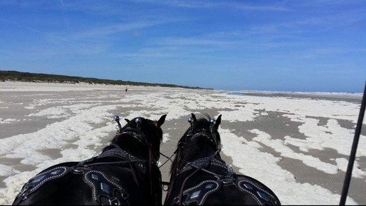 seehundapotheke1 erich hrdina