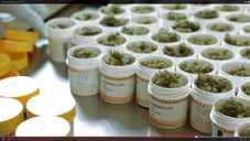 Cannabis: Warten auf die Ernte