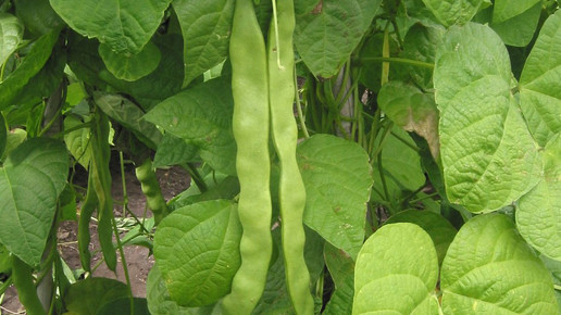 Phaseolus vulgaris Snijboon peulen wikipedia CC BY SA 3 0