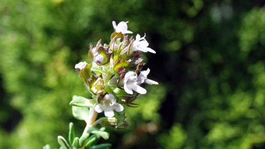 2006-thymian-Henry Brisse-wiki-CC BY-SA 3 0