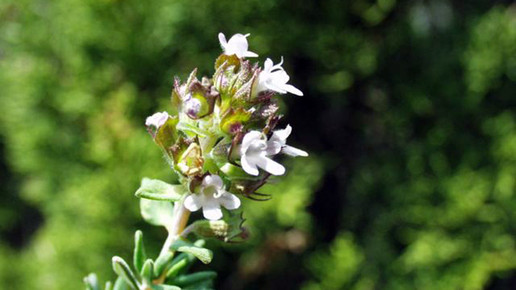 2006-thymian-Henry Brisse-wiki-CC BY-SA 3 0