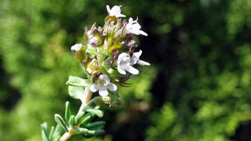 2006-thymian-Henry Brisse-wiki-CC BY-SA 3 0