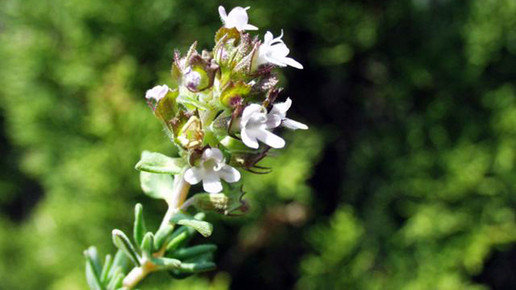 2006-thymian-Henry Brisse-wiki-CC BY-SA 3 0