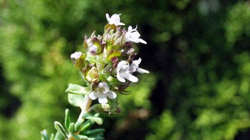 2006-thymian-Henry Brisse-wiki-CC BY-SA 3 0