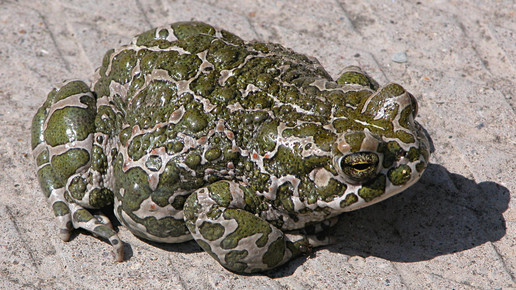bufo viridis wechselkroete wikipedia
