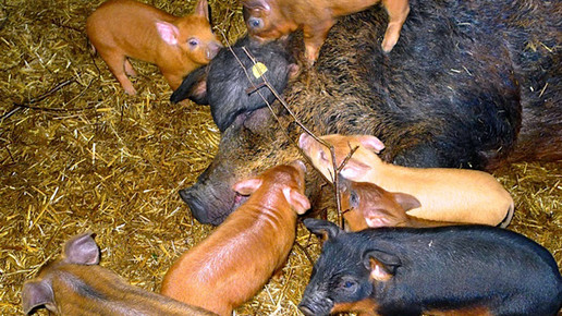 schweinefamilie-privat