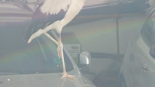 storch2 beyschlagsche apo holger peter