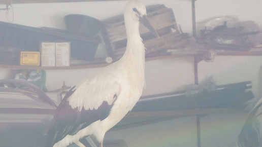 storch2 beyschlagsche apo holger peter