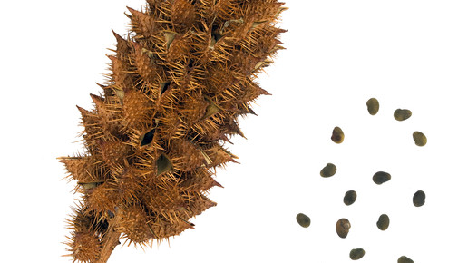 2012-suessholz-Roger Culos-wiki-CC BY-SA 3 0